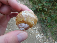 Helix thessalica