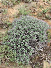 Euphorbia ferox