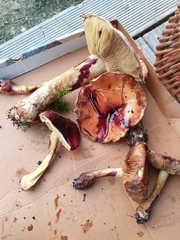 Cortinarius odorifer