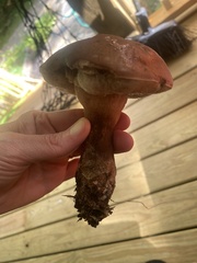 Tylopilus badiceps