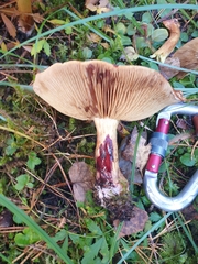 Cortinarius odorifer