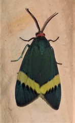 Pidorus