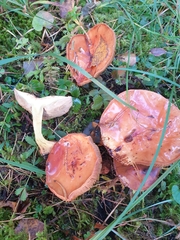 Cortinarius odorifer