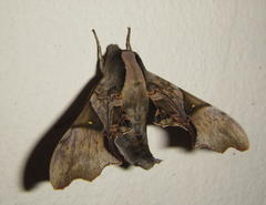 Odontosida magnifica