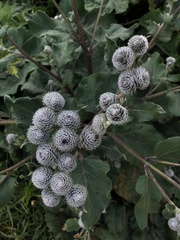 Arctium tomentosum