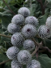 Arctium tomentosum