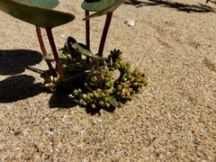 Dioscorea fastigiata