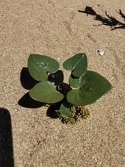 Dioscorea fastigiata