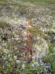 Koenigia tripterocarpa