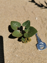 Dioscorea fastigiata