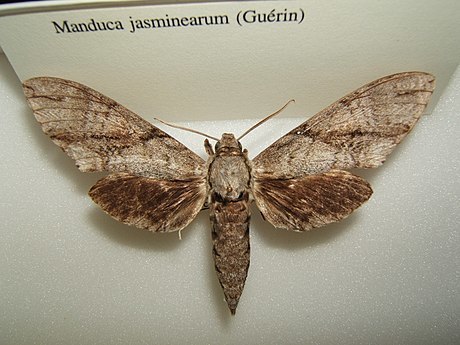 Ash Sphinx photo 2