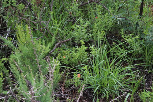 Delosperma multiflorum (Delosperma multiflorum)