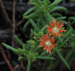 Delosperma multiflorum