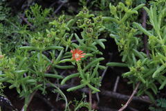 Delosperma multiflorum