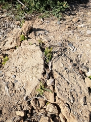 Tessaria absinthioides