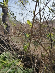 Magnoliopsida