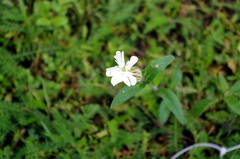 Silene latifolia alba