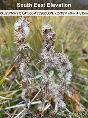 Omalotheca norvegica