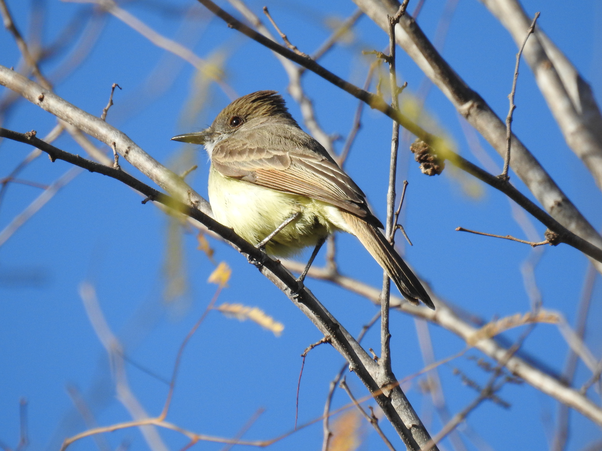 Nutting's Flycatcher illustration