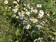 Symphyotrichum pilosum pilosum