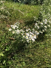 Symphyotrichum pilosum pilosum