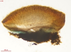 Ascocoryne lilacina