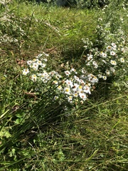 Symphyotrichum pilosum pilosum