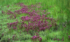 Castilleja ambigua humboldtiensis