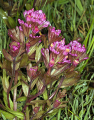 Castilleja ambigua humboldtiensis