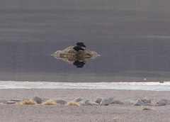 Fulica cornuta