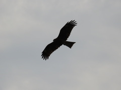 Milvus migrans lineatus