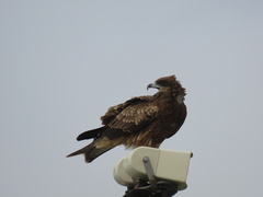 Milvus migrans lineatus