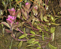 Castilleja ambigua humboldtiensis