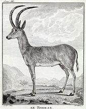 Hippotragus leucophaeus