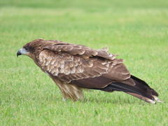 Milvus migrans lineatus