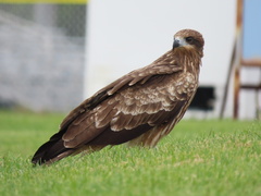 Milvus migrans lineatus