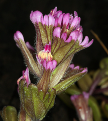 Castilleja ambigua humboldtiensis
