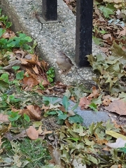 Passer domesticus domesticus