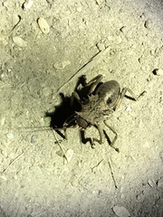 Enyaliopsis