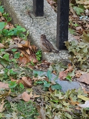Passer domesticus domesticus