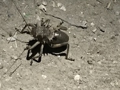 Enyaliopsis