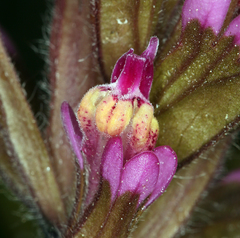 Castilleja ambigua humboldtiensis
