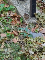 Passer domesticus domesticus