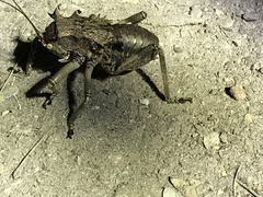 Enyaliopsis