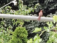 Cardinalis