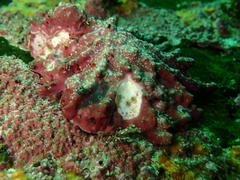 Scutellastra longicosta