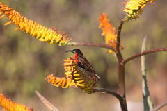 Aloe marlothii marlothii