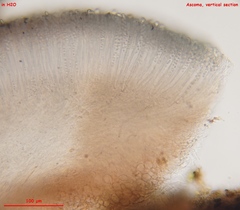 Ascocoryne lilacina