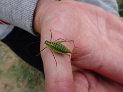 Poecilimon thoracicus