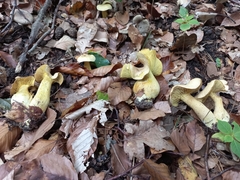 Tricholoma sulphureum